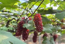 대전시, 씨 없는 포도‘델라웨어’전국 첫 출하