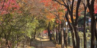 대전시‘맨발걷기 녹색도시’조성 본격화