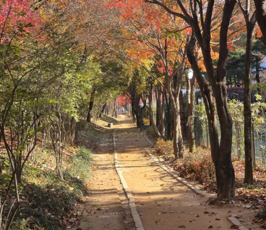 대전시‘맨발걷기 녹색도시’조성 본격화